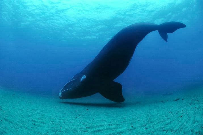 Picture 9 of The island is located near the Antarctic of New Zealand