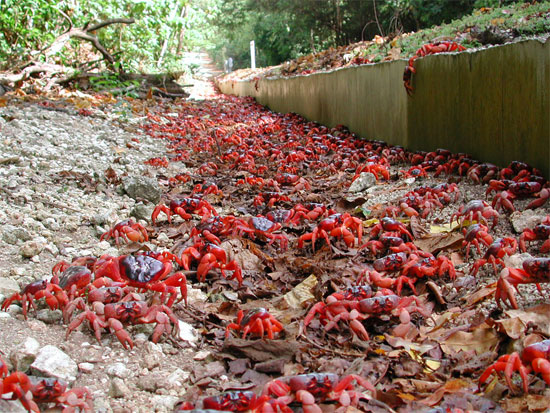 Picture 1 of The island paradise of animals