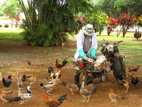 Picture 2 of The island paradise of animals