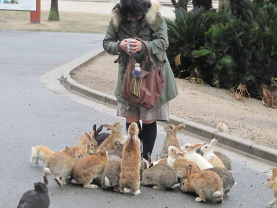 Picture 3 of The island paradise of animals