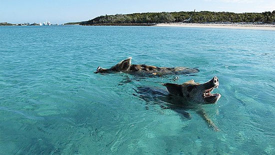 Picture 4 of The island paradise of animals