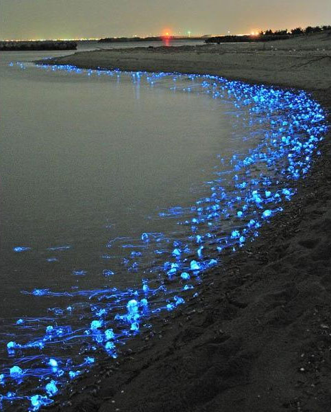 Picture 1 of The Japanese coast sparkles in the night