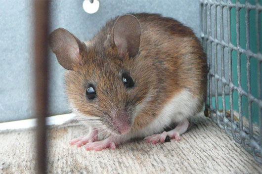 Picture 1 of The Japanese laboratory almost snapped the genetically modified mice