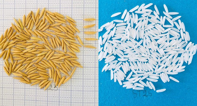 Picture 3 of The journey of creating the best rice in the world by engineer Ho Quang Cua