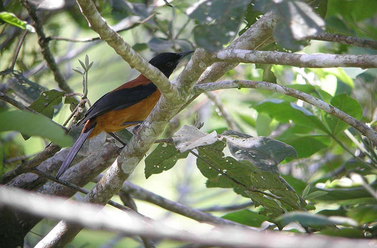 Picture 1 of The killer bird with ... a touch