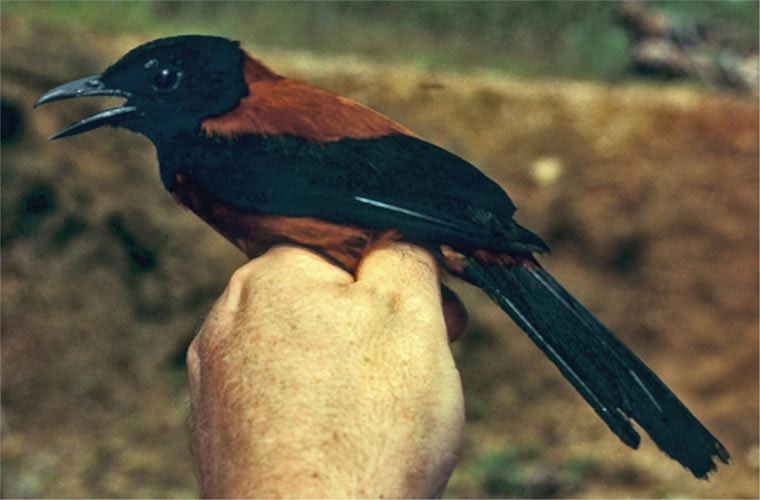 Picture 2 of The killer bird with ... a touch