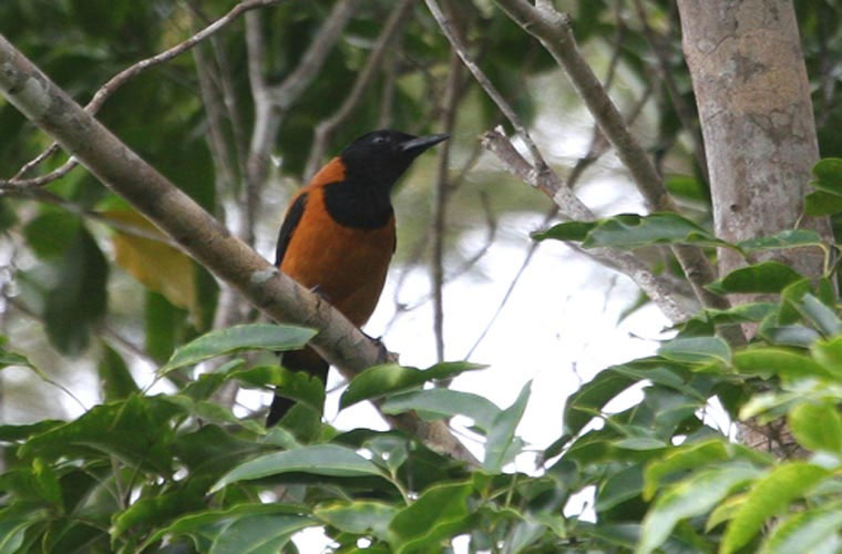 Picture 4 of The killer bird with ... a touch