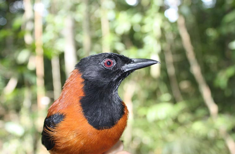 Picture 6 of The killer bird with ... a touch
