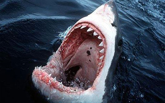 Picture 1 of The killer shark species of the ocean
