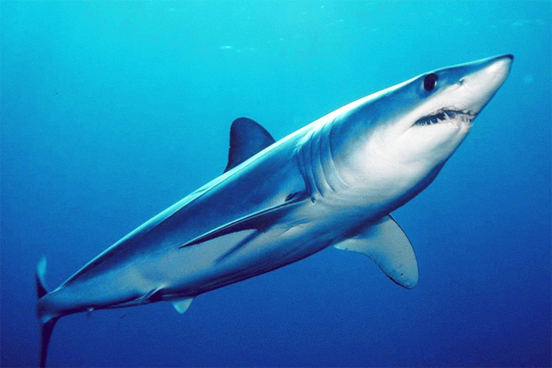 Picture 10 of The killer shark species of the ocean