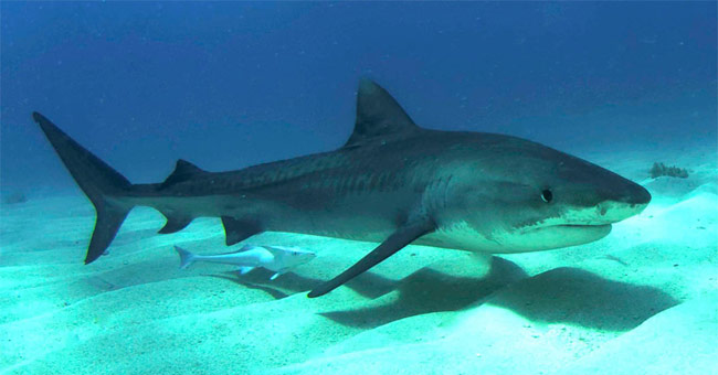 Picture 11 of The killer shark species of the ocean