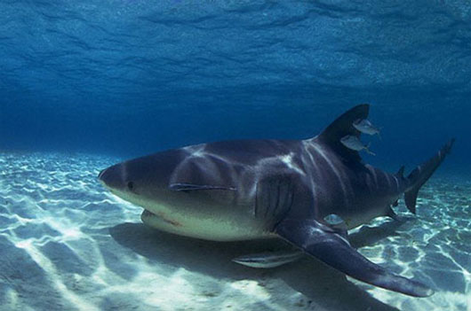 Picture 2 of The killer shark species of the ocean