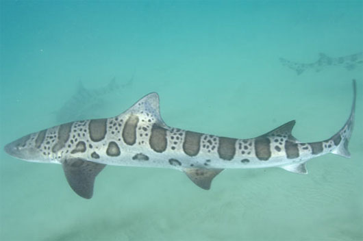 Picture 3 of The killer shark species of the ocean
