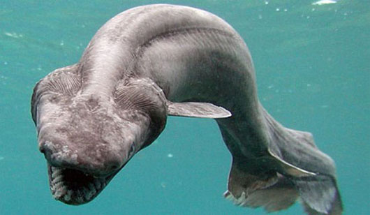 Picture 4 of The killer shark species of the ocean