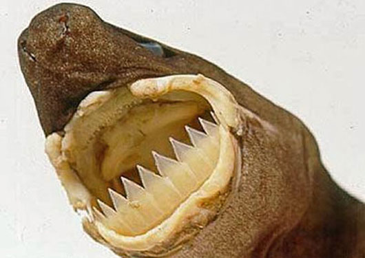 Picture 5 of The killer shark species of the ocean