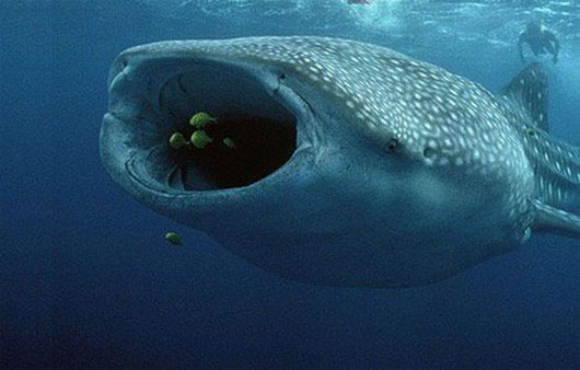 Picture 6 of The killer shark species of the ocean