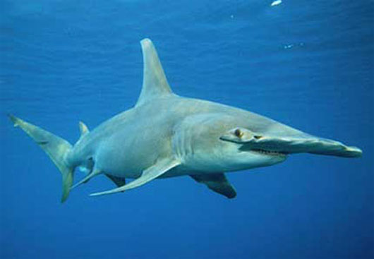 Picture 7 of The killer shark species of the ocean