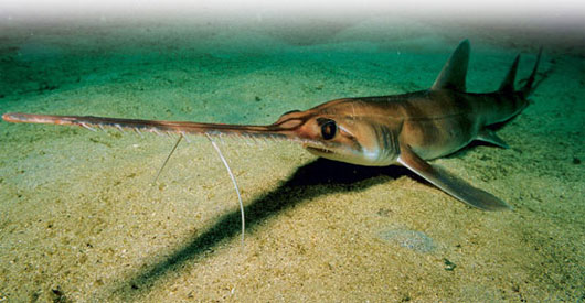 Picture 8 of The killer shark species of the ocean