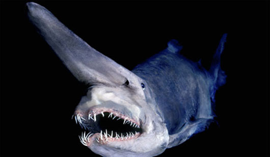 Picture 9 of The killer shark species of the ocean