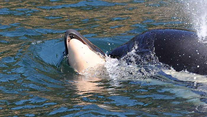 Picture 2 of The killer whale finally gave up the corpse after 17 days floating in the ocean