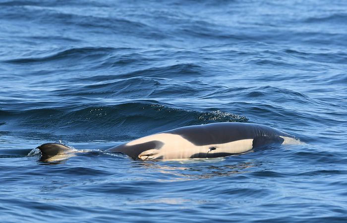 Picture 3 of The killer whale finally gave up the corpse after 17 days floating in the ocean