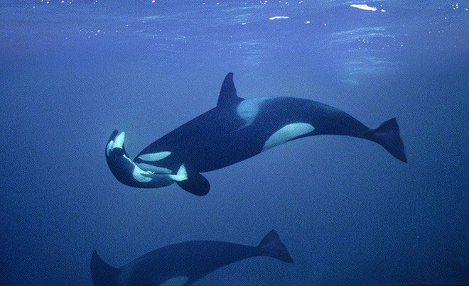 Picture 4 of The killer whale finally gave up the corpse after 17 days floating in the ocean