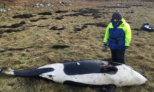 Picture 1 of The killer whale is three meters dead because of the storm blowing up the shore