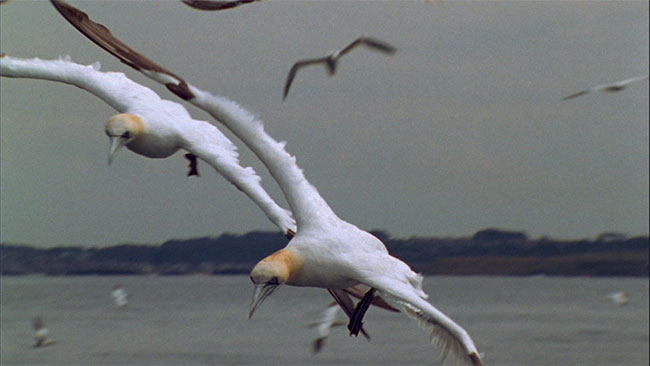 Picture 1 of The land bird is a master of water hunting