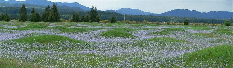 Picture 6 of The land suddenly grew to thousands of graves that caused scientists a headache