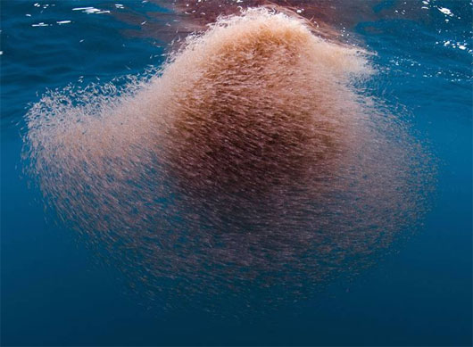 Picture 5 of The largest animal herds in the world