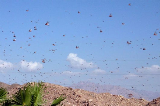 Picture 6 of The largest animal herds in the world