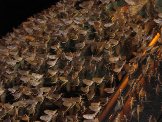 Picture 7 of The largest animal herds in the world