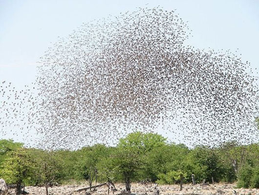 Picture 8 of The largest animal herds in the world