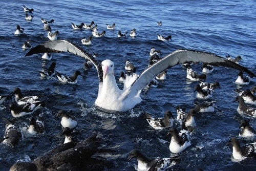 Picture 10 of The largest animals on the planet