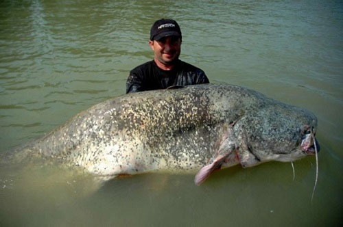 Picture 6 of The largest animals on the planet