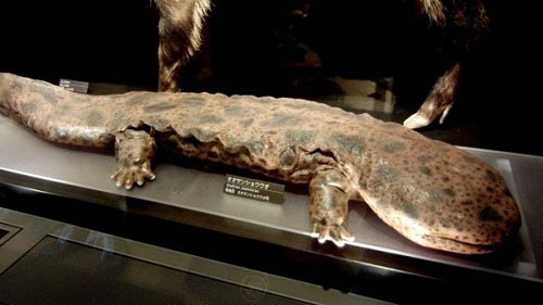 Picture 7 of The largest animals on the planet