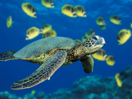 Picture 7 of The largest big animals on the planet (Part 1)