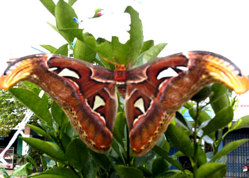 Picture 1 of The largest butterfly in Southeast Asia appears in people's houses
