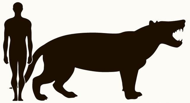 Picture 1 of The largest carnivorous mammal on land, dubbed the 'mobile meat grinder'