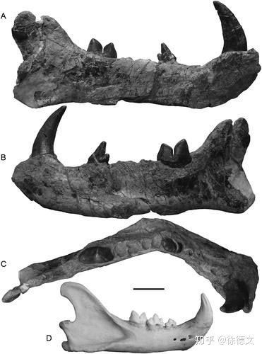 Picture 3 of The largest carnivorous mammal on land, dubbed the 'mobile meat grinder'