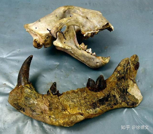 Picture 4 of The largest carnivorous mammal on land, dubbed the 'mobile meat grinder'