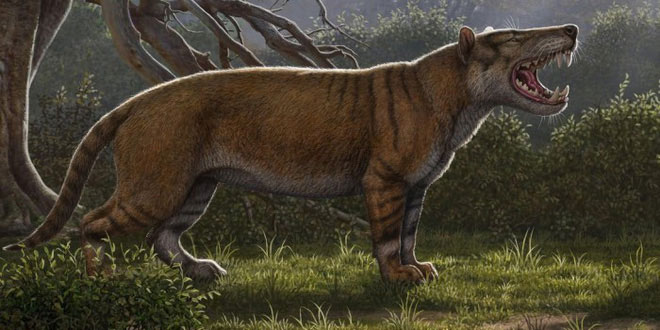 Picture 5 of The largest carnivorous mammal on land, dubbed the 'mobile meat grinder'