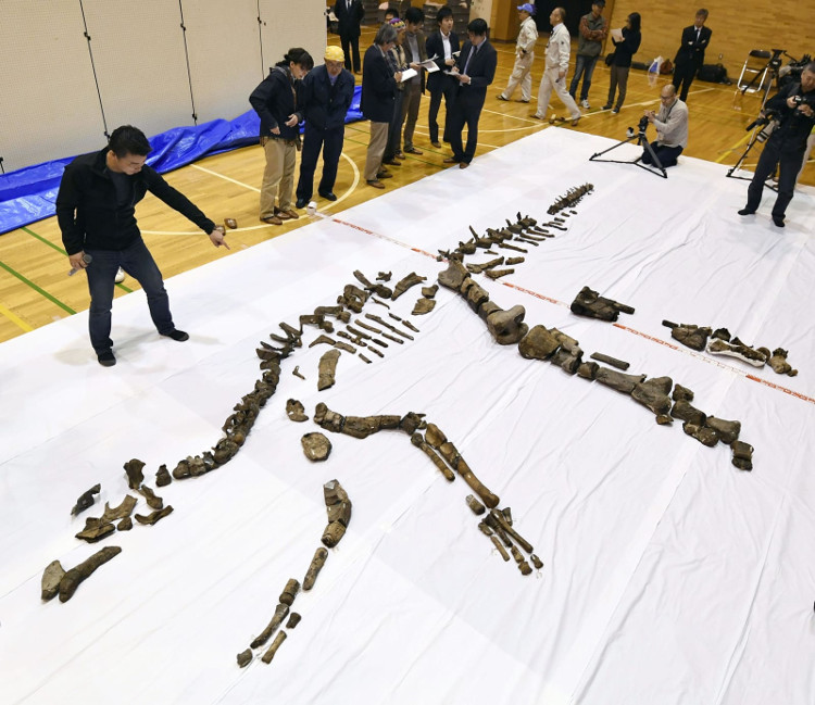 The largest fossil dinosaur skeleton discovered images 1