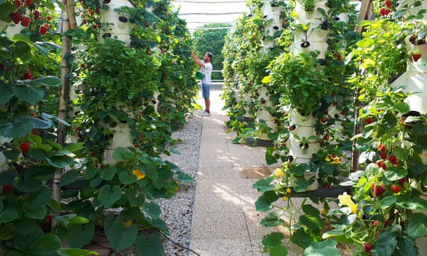 Picture 4 of The largest green farm in the world in the heart of magnificent Paris