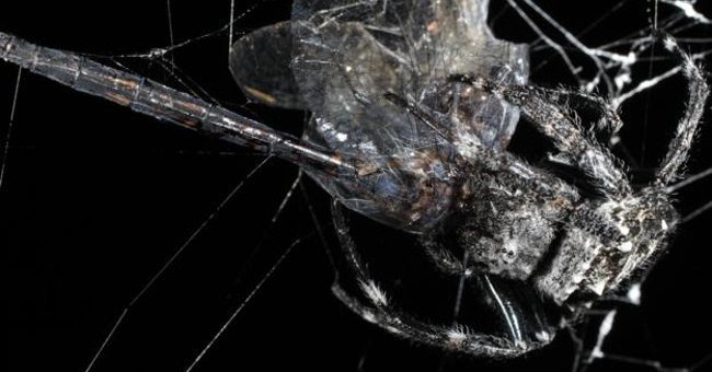 Picture 3 of The largest spider web in the world can cross a river