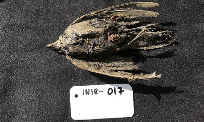 Picture 1 of The lark was discovered intact after 46,000 years buried under ice