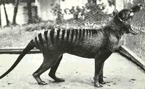 The last Thylacine of the world images 1