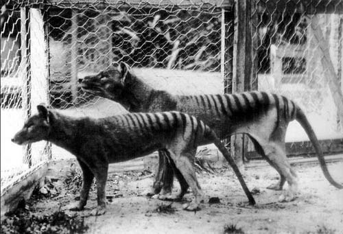 The last Thylacine of the world images 2
