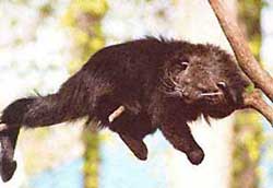 Picture 2 of The lazy animal