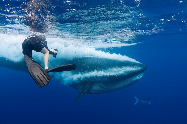 Picture 1 of The least known close-up picture of the whale in the world